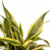 Decorum Combi 1 x Dracaena Surculosa 1 x Dracaena Sandriana white 1 x Dracaena Sandriana victory 1 x Dracaena Sandriana gold met Anna taupe