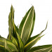 Decorum Dracaena Sandriana victory met Anna grey