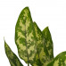 Decorum Duo 2 x Aglaonema Maria met Anna white