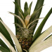 Decorum Duo 2 x Ananas Champaca met Elho B.for soft antracite